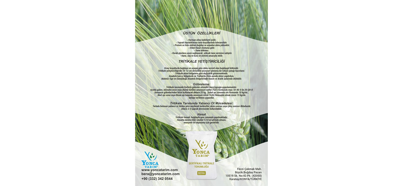 tritikale2
